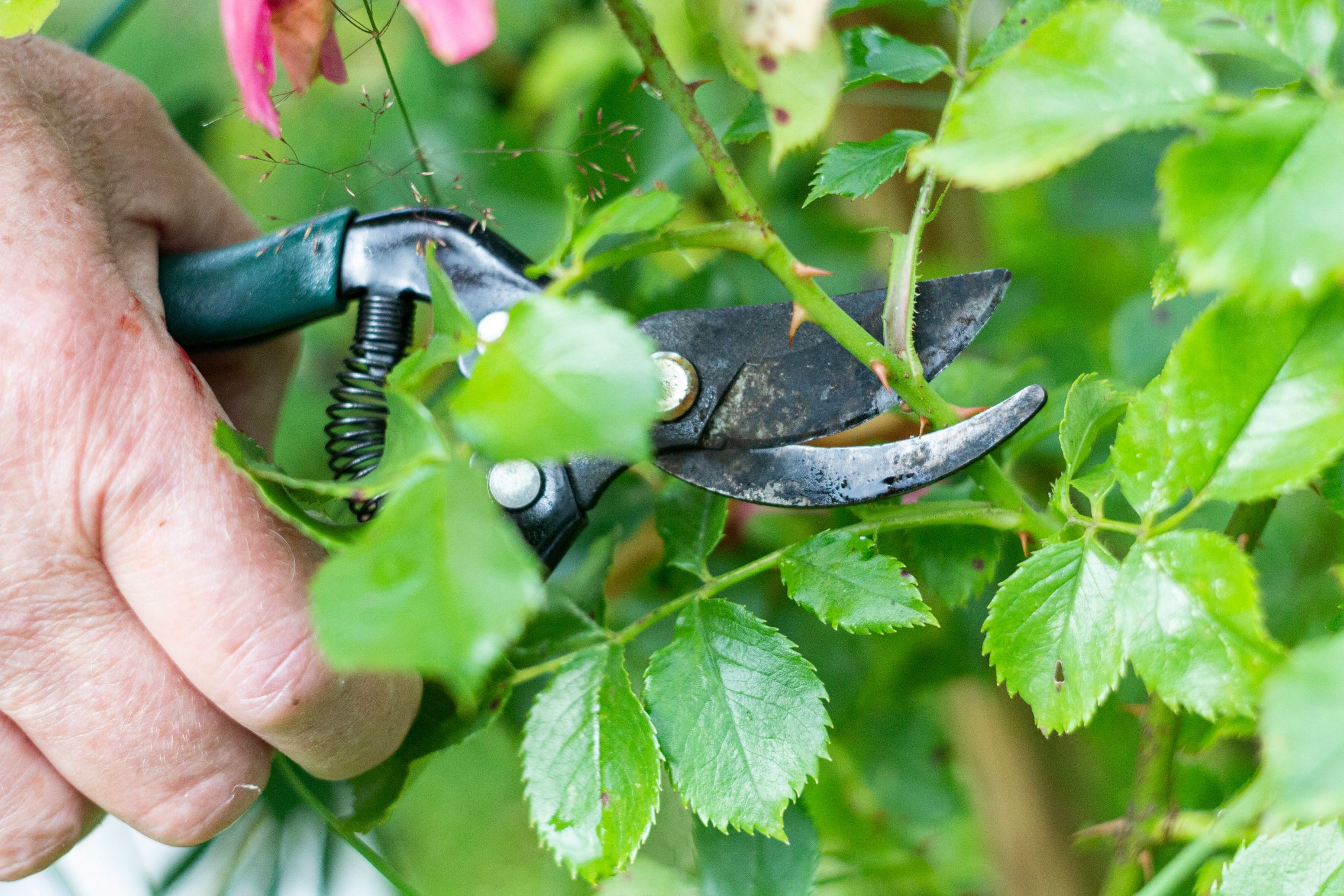 Pruning a shrub with secateurs